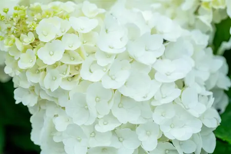 Hydrangea pan. 'Magical Mont Blanc' - 2 Ltr pot - image 4