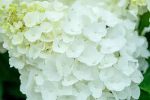 Hydrangea pan. 'Magical Mont Blanc' - 2 Ltr pot - image 4