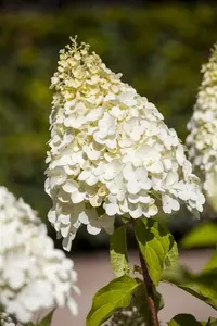 Hydrangea pan. 'Magical Moonlight'