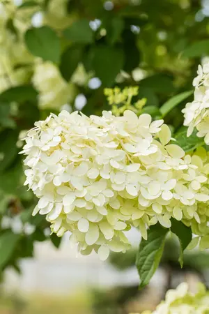Hydrangea pan. 'Magical Moonlight' - 25-30 CM P9 - image 5