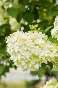 Hydrangea pan. 'Magical Moonlight' - 25-30 CM P9 - image 5
