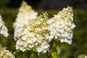 Hydrangea pan. 'Magical Moonlight' - 25-30 CM P9 - image 2