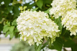 Hydrangea pan. 'Magical Moonlight' - 25-30 CM P9 - image 3