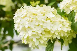 Hydrangea pan. 'Magical Moonlight' - 25-30 CM P9 - image 4