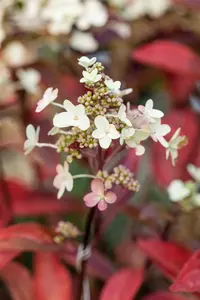 Hydrangea pan. 'Magical Vesuvio'?