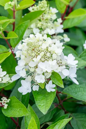 Hydrangea pan. 'Magical Vesuvio'? - SOLITAIR 100-125 CM C35 - image 3