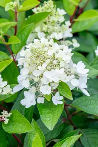 Hydrangea pan. 'Magical Vesuvio'? - SOLITAIR 100-125 CM C35 - image 3