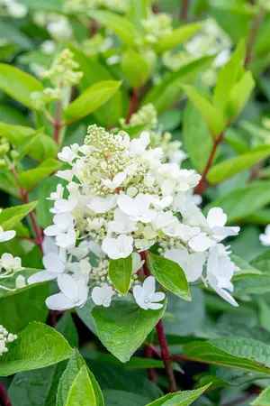 Hydrangea pan. 'Magical Vesuvio'? - SOLITAIR 100-125 CM C35 - image 4