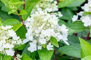 Hydrangea pan. 'Magical Vesuvio'? - SOLITAIR 100-125 CM C35 - image 2