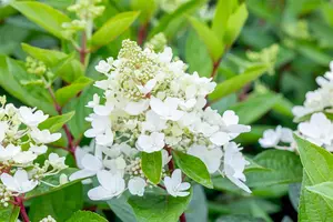 Hydrangea pan. 'Magical Vesuvio'? - SOLITAIR 100-125 CM C35 - image 5