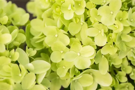 Hydrangea pan. 'Mojito' - P9