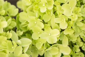 Hydrangea pan. 'Mojito'
