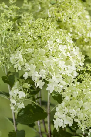 Hydrangea pan. 'Petit Flori' - 3 Ltr pot - image 3