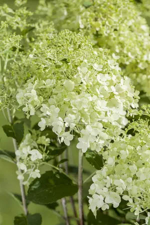 Hydrangea pan. 'Petit Flori' - 30-40 CM C5 - image 3