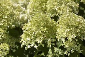 Hydrangea pan. 'Petit Flori' - 3 Ltr pot - image 5