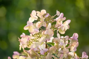 Hydrangea pan. 'Petite Star'?