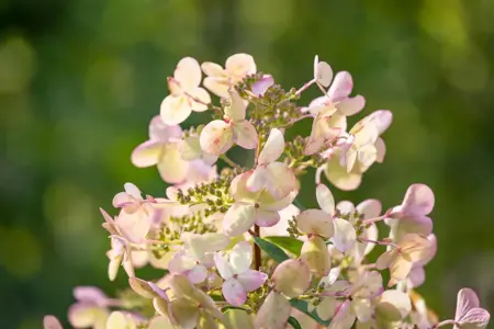 Hydrangea pan. 'Petite" Summer Triple' - 1/2 STDS C10