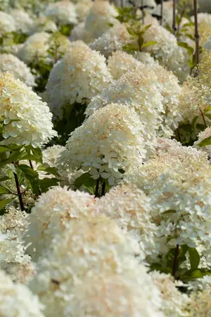 Hydrangea pan. 'Phantom' - 60-80 CM C20 - image 4