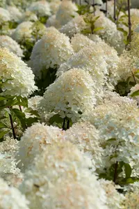 Hydrangea pan. 'Phantom' - 100 CM STEM C10 - image 4