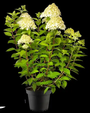 Hydrangea pan. 'Phantom' - P9 - image 5