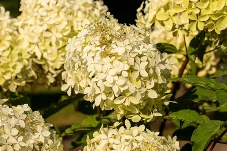 Hydrangea pan. 'Phantom' - P9 - image 2