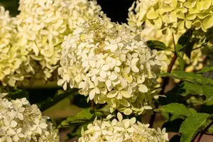 Hydrangea pan. 'Phantom' - P9 - image 2