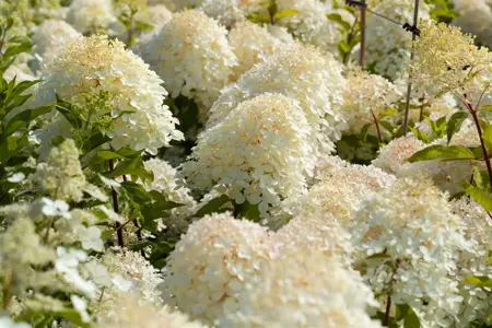 Hydrangea pan. 'Phantom' - P9 - image 3