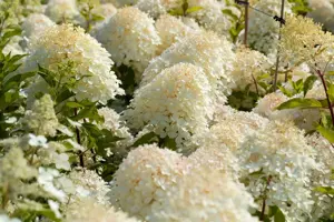 Hydrangea pan. 'Phantom' - 90 CM STEM C15 - image 3