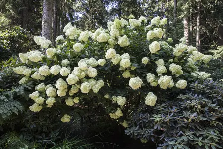 Hydrangea pan. 'Phantom' - 10 Ltr pot - image 1