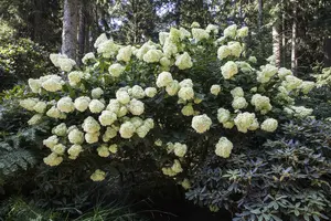 Hydrangea pan. 'Phantom' - 10 Ltr pot - image 1