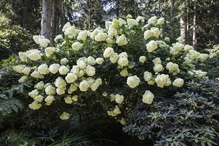 Hydrangea pan. 'Phantom' - STEM 180 CM, GIRTH 6-8 CM C20 - image 1
