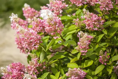 Hydrangea pan. 'Pink Diamond' - 2 Ltr pot