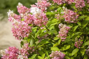 Hydrangea pan. 'Pink Diamond'