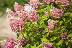 Hydrangea pan. 'Pink Diamond' - 4 Ltr pot