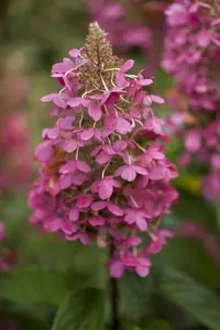 Hydrangea pan. 'Pinky Winky' - P9 - image 4