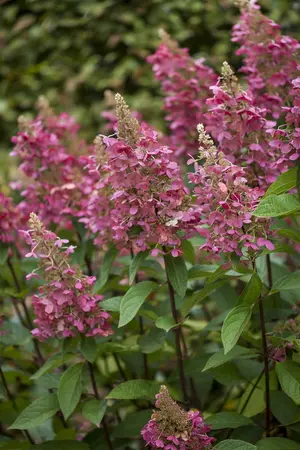 Hydrangea pan. 'Pinky Winky' - P9 - image 5