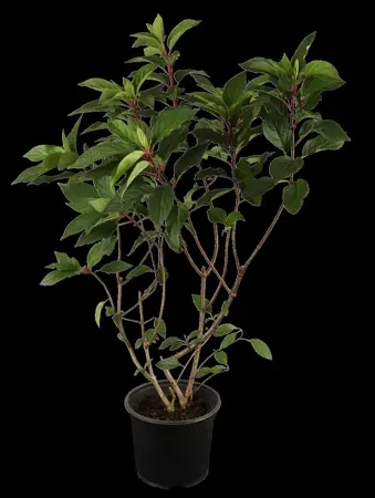 Hydrangea pan. 'Pinky Winky' - 10 Ltr pot - image 1
