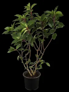 Hydrangea pan. 'Pinky Winky' - 80-100 CM C25 - image 1