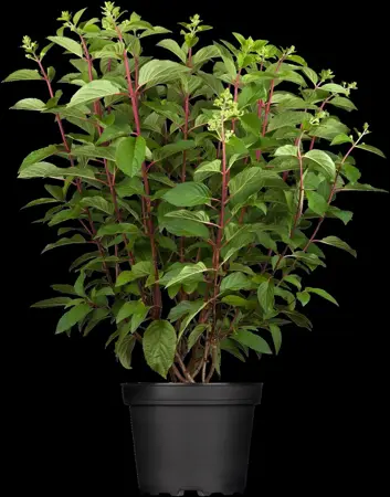 Hydrangea pan. 'Pinky Winky' - 10 Ltr pot - image 2