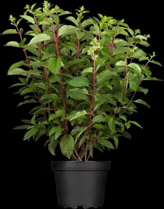 Hydrangea pan. 'Pinky Winky' - 10 Ltr pot - image 2