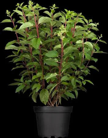 Hydrangea pan. 'Pinky Winky' - 80-100 CM C40 - image 2