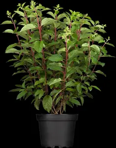 Hydrangea pan. 'Pinky Winky' - 80-100 CM C40 - image 2