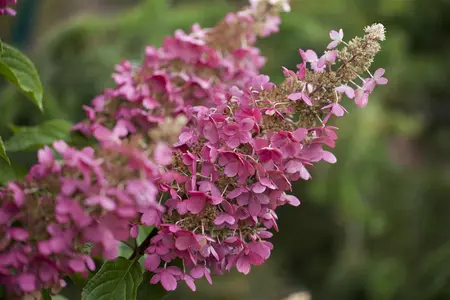 Hydrangea pan. 'Pinky Winky' - P9 - image 3
