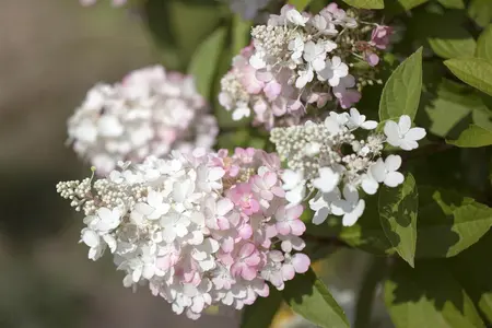 Hydrangea pan. 'Pinky Winky' - 80-100 CM C30 - image 5