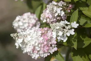 Hydrangea pan. 'Pinky Winky' - 80-100 CM C30 - image 5
