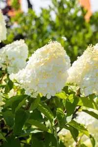 Hydrangea pan. 'Polar Bear'? - 3 Ltr pot - image 4