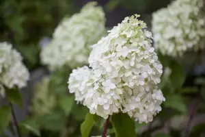 Hydrangea pan. 'Polar Bear'? - 3 Ltr pot - image 4