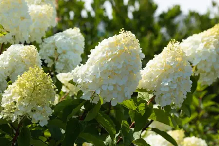 Hydrangea pan. 'Polar Bear'? - 3 Ltr pot - image 2