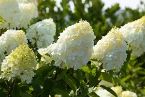 Hydrangea pan. 'Polar Bear'? - 3 Ltr pot - image 2