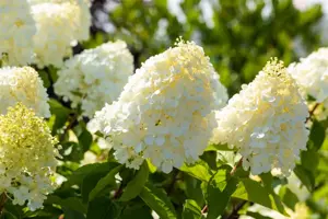 Hydrangea pan. 'Polar Bear'? - 3 Ltr pot - image 3